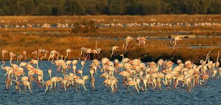 4381Flamingo-_-saltpans-after-s.jpg