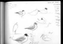 gull_sketches.jpg