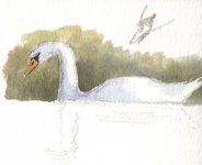 SWAN2.jpg