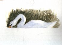 SWAN4.jpg