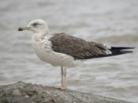 1626 heuglin's gull 1.jpg