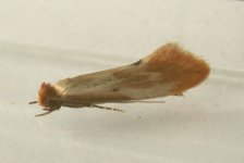 0246 Tinea semifulvella.JPG