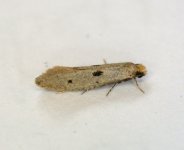 0247 Tinea trinotella3a.jpg