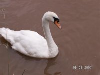 2)Lonely Swan.jpg