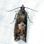 Epinotia immundana 2.jpg