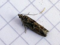 Epinotia immundana.jpg