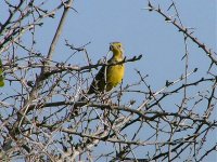 Yellow-throated Longclaw, St Lucia.jpg