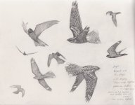 img-nightjars-sketch003-ema.jpg