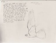 img-nightjars-sketch004-ema.jpg