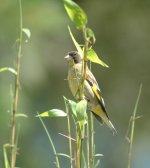 003BHGreenfinch.JPG