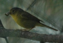 004GCWarbler.JPG