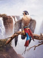 African-Peregrine-with-Carm.jpg
