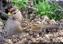 white-crownedsparrow.jpg