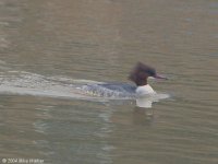 Goosander.jpg