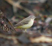 Yellow Wagtail050504a.jpg