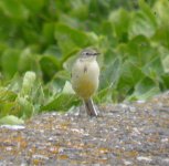 Yellow Wagtail050504b.jpg