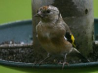 Goldfinch Juv.jpg