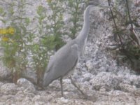 herons&swallow chicks 075-e.jpg