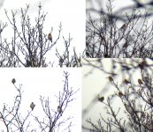 Bramblings_Montage.jpg