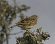 Lark 1 (singing bush).jpg