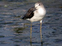 20040206_Common_Greenshank_Greenfields_01.jpg