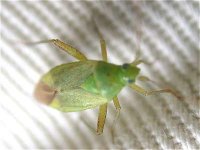 shield_bug_11jul04_400.jpg