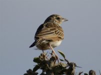 Singing Bush Lark 2.jpg