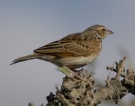 Singing Bush Lark 3.jpg