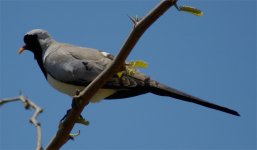Namaqua Dove 1.jpg