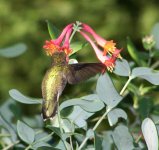 HUMMINGBIRD_SIPPING.JPG