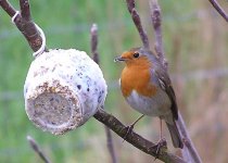 robin-01-web.jpg