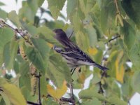 Mystery Warbler,Sept30'04.jpg