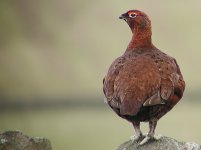 Red Grouse P3132243r xmas card_filtered.jpg