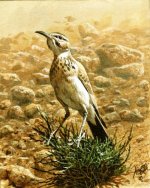 img-Hoopoe-Lark031.jpg