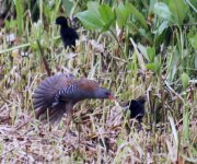 Water rail and chicks.JPG