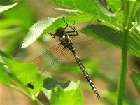 southern_hawker_22jul07_800l_20.jpg