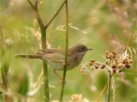 whitethroat_22jul07_800l_20.jpg