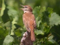 rufous_bushchat_spain3.jpg