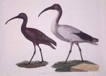 SiddleshamGLOSSYIBIS.jpg