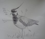 asklapwing.jpg