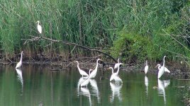 Egrets 001_edited.jpg