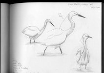 egret_sketch.jpg