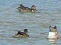 _Ducks2_Llanelli_08Aug07.JPG