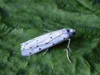 thistle_ermine_16jun_04_800.jpg