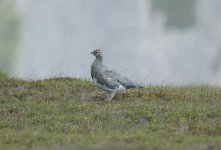 Ptarmigan BF.jpg