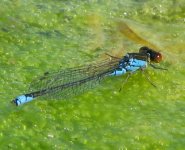 red eyed damsel close up.jpg