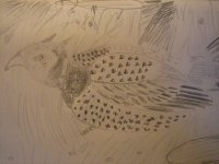 Pheasant Sketch.JPG