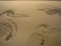 Heron Sketches.JPG