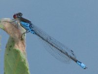 small red eyed perching.jpg