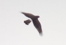 Hen Harrier, juv.jpg